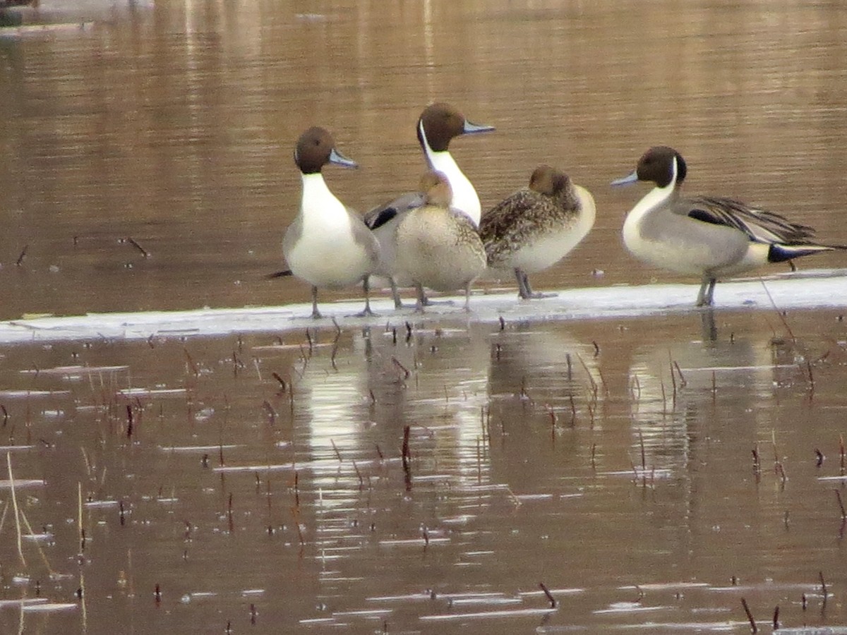 Northern Pintail - Jerry Smith