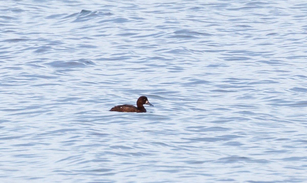 Greater Scaup - ML83716901