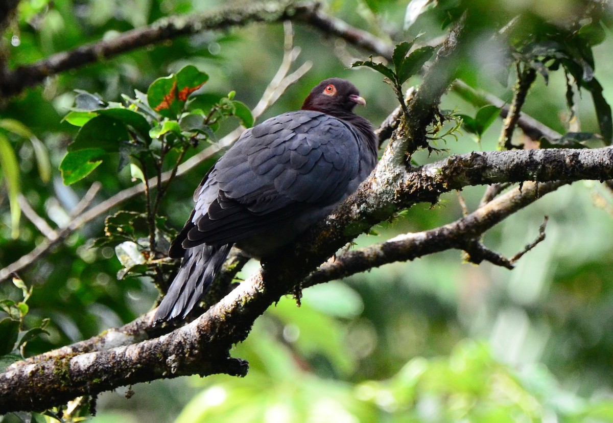 Scaly-naped Pigeon - ML83717481