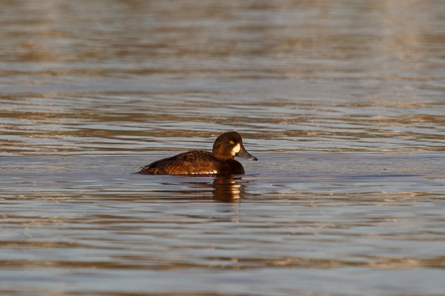 Greater Scaup - ML83717791