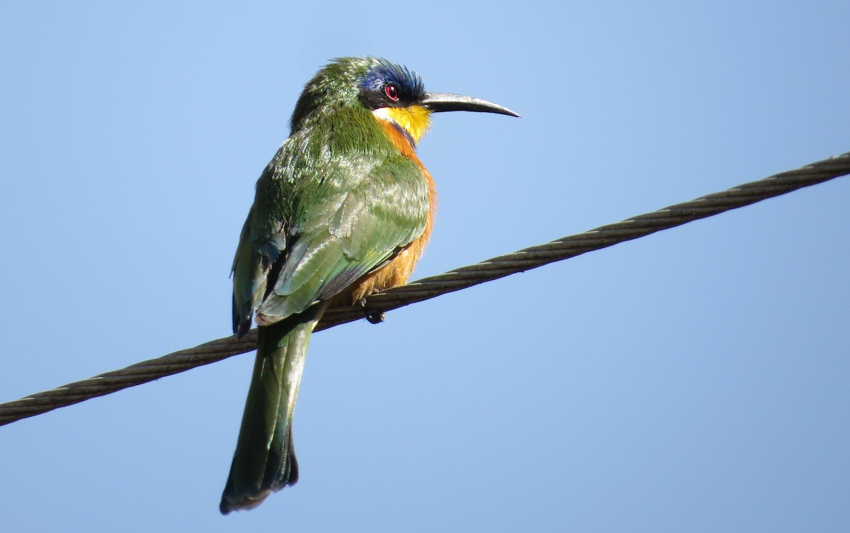 Ethiopian Bee-eater - Michael Woodruff
