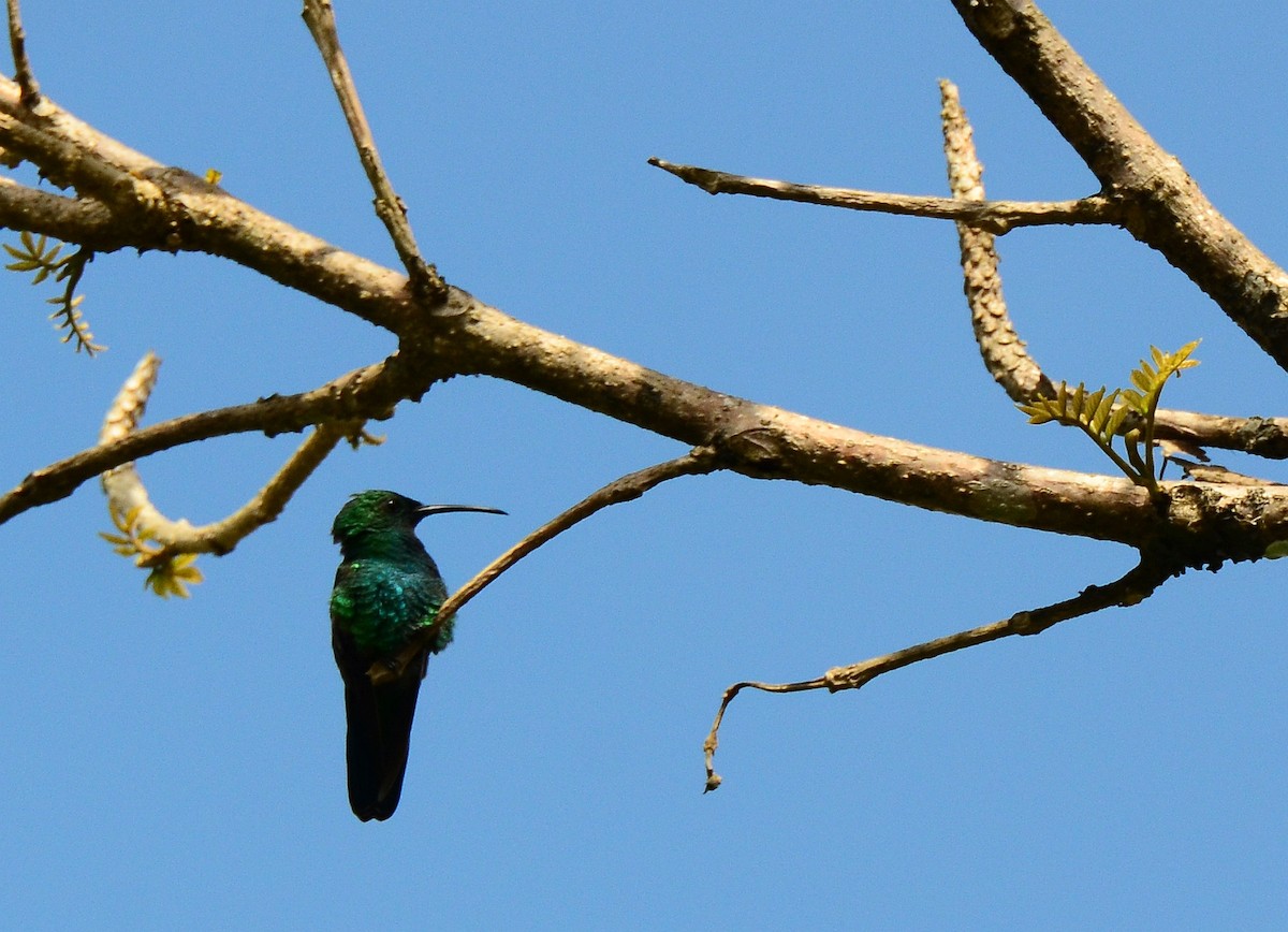 kolibřík smaragdový - ML83718541