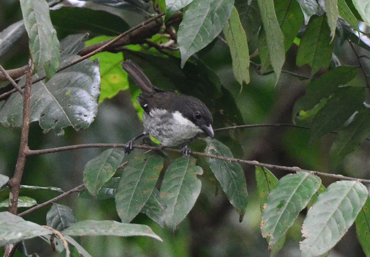 Puerto Rican Tanager - ML83718981