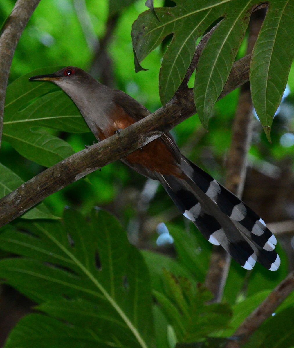 Puerto Rican Lizard-Cuckoo - Steve Tucker