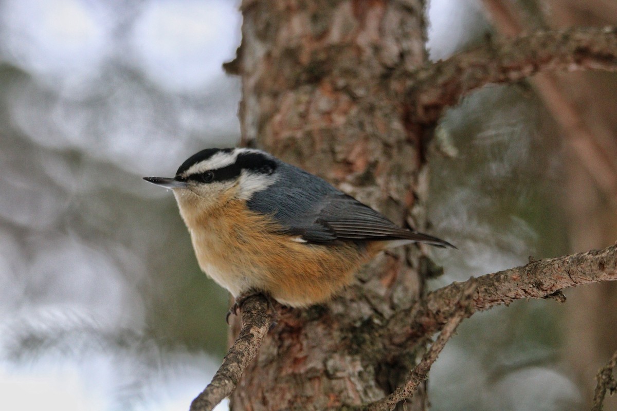 Red-breasted Nuthatch - ML83720171