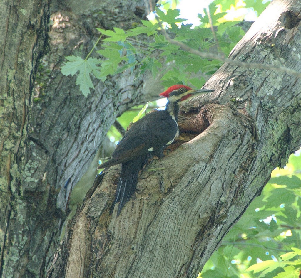 Pileated Woodpecker - ML83721371