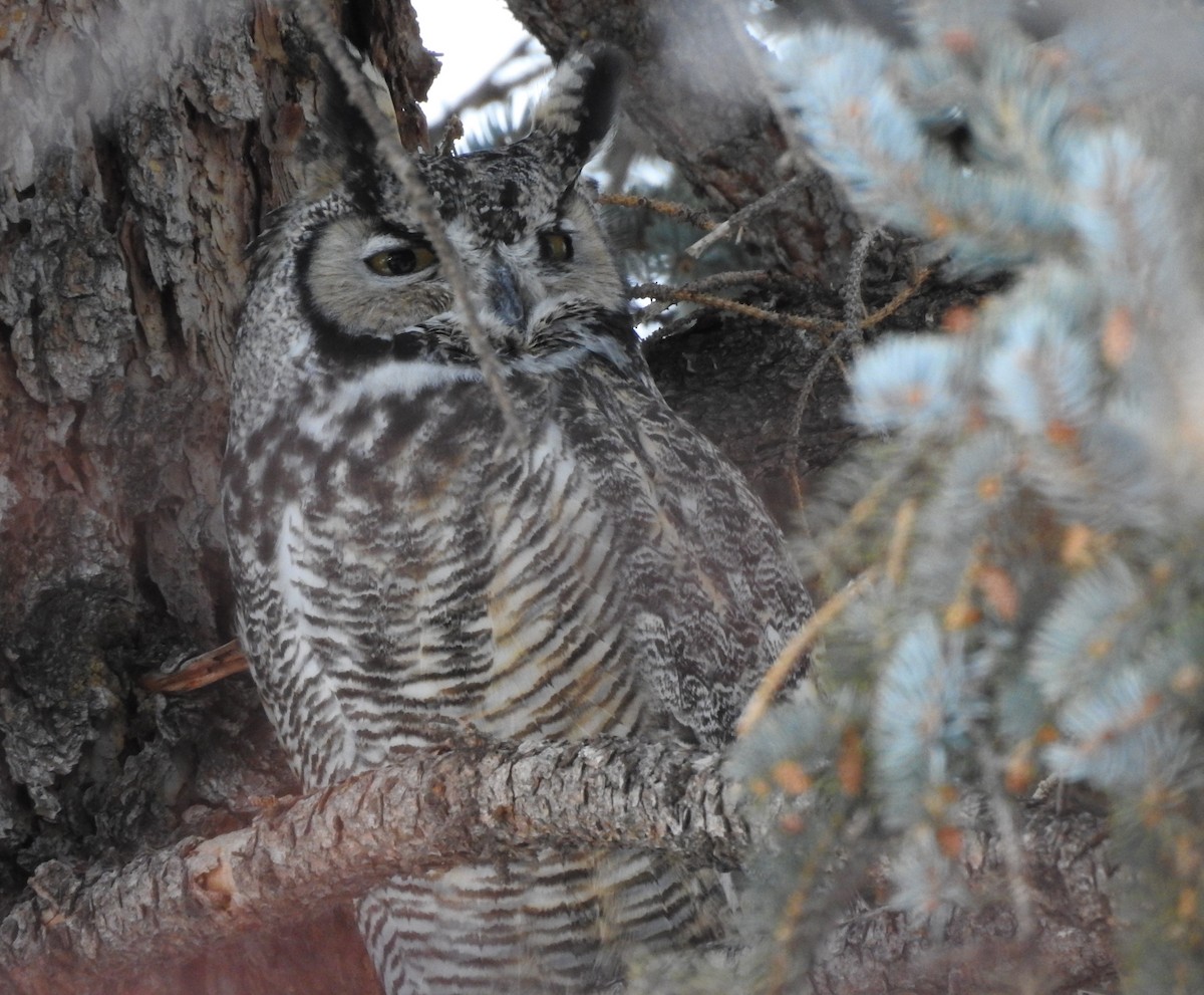 Great Horned Owl - ML83722671