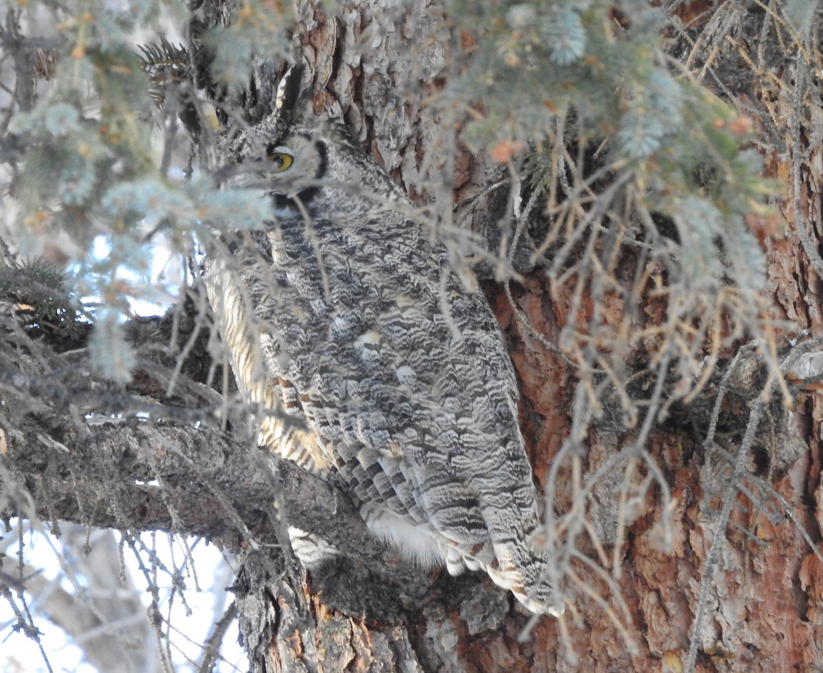 Great Horned Owl - ML83722731