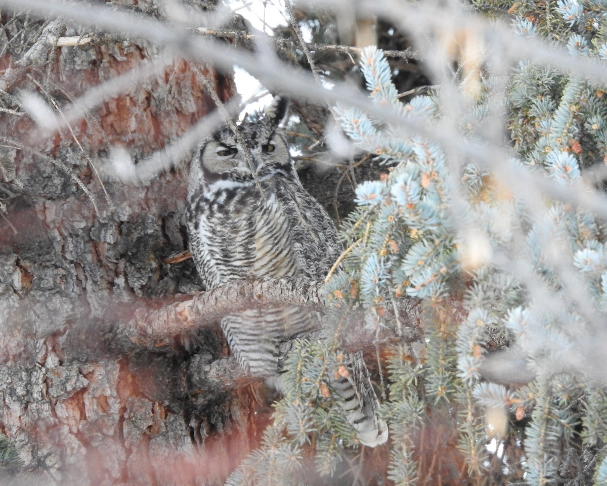 Great Horned Owl - ML83722791