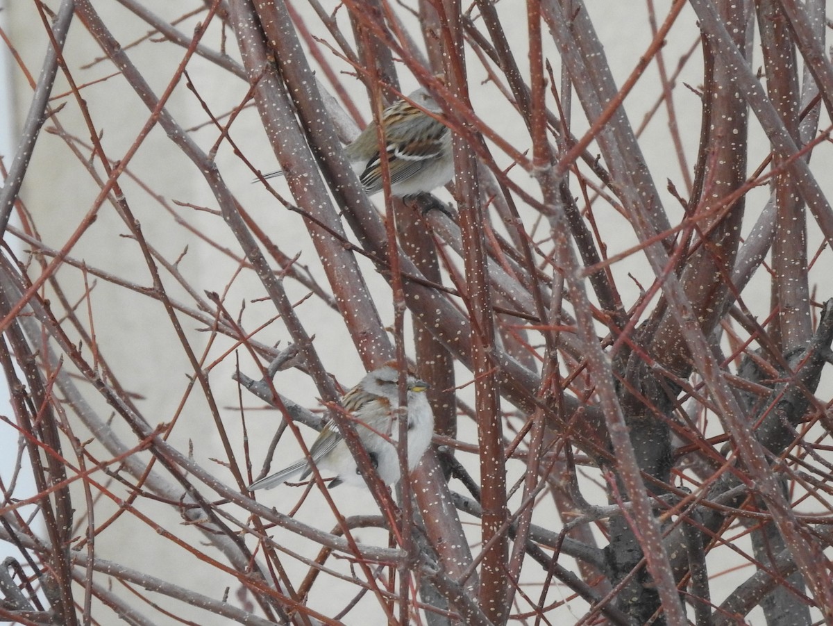 American Tree Sparrow - ML83722951