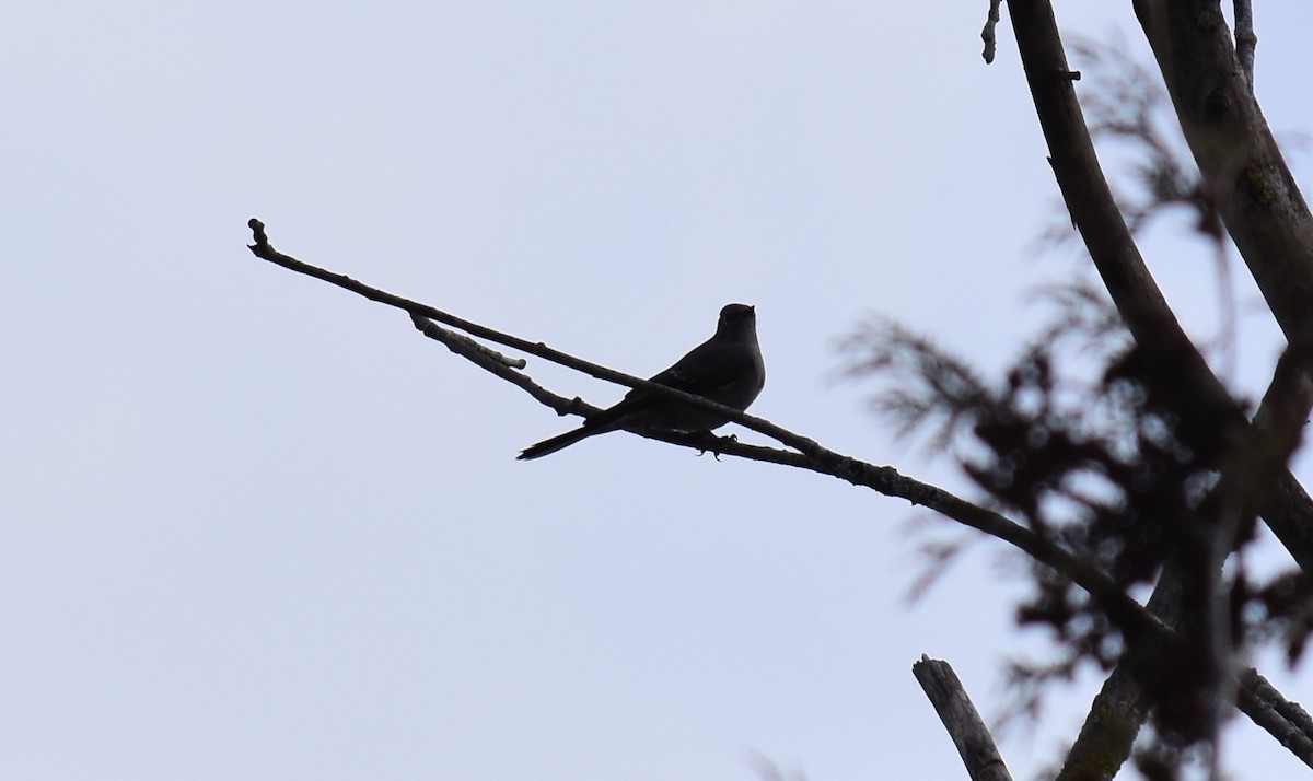 Townsend's Solitaire - ML83723581