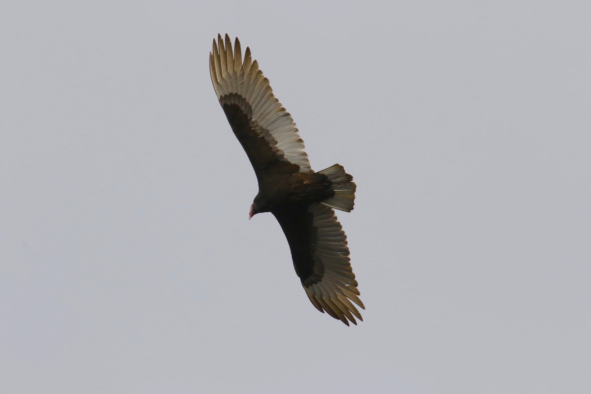 Turkey Vulture - Ann Van Sant