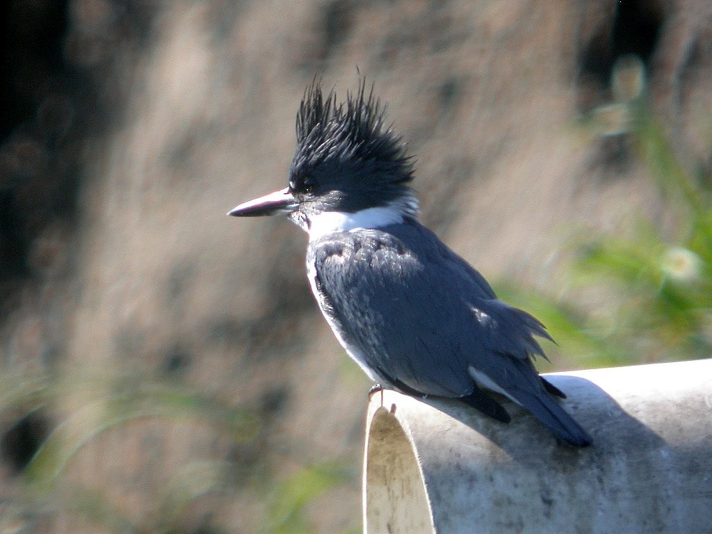 Belted Kingfisher - ML83726441