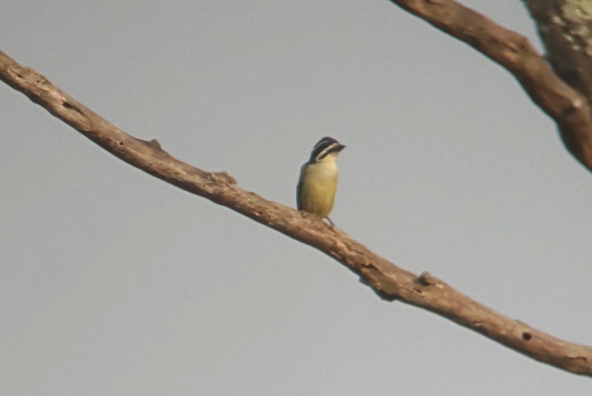Yellow-throated Tinkerbird - Daniel Casey