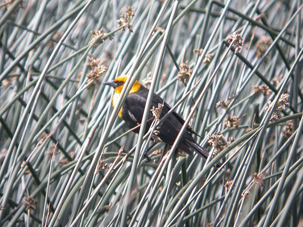 Yellow-headed Blackbird - Matthew Schwartz