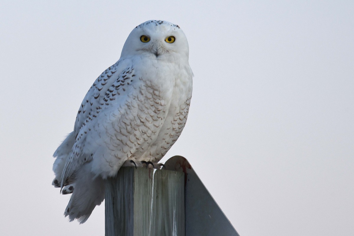 Snowy Owl - Paul Regnier