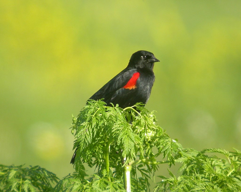 Red-winged Blackbird - Matthew Schwartz