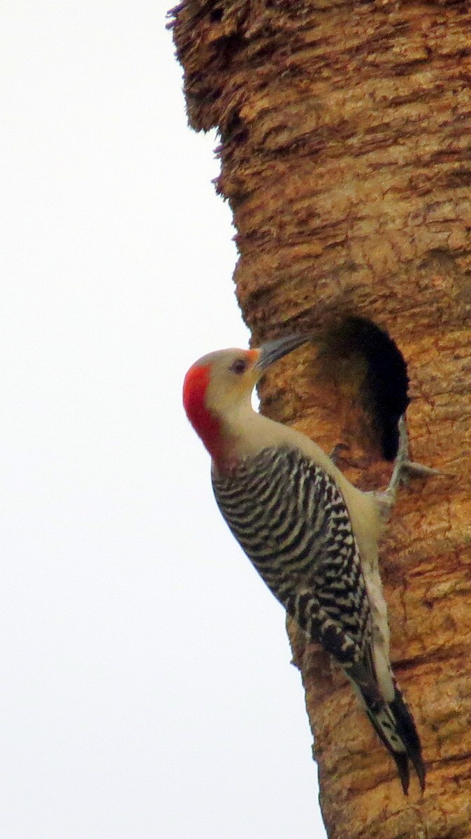 Red-bellied Woodpecker - Christopher Clack