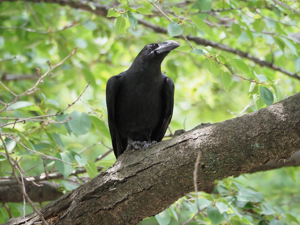 Large-billed Crow - ML83729501