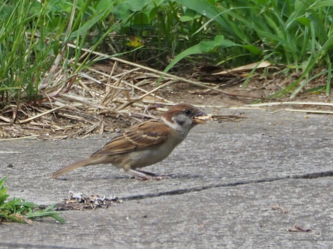 Eurasian Tree Sparrow - ML83730321