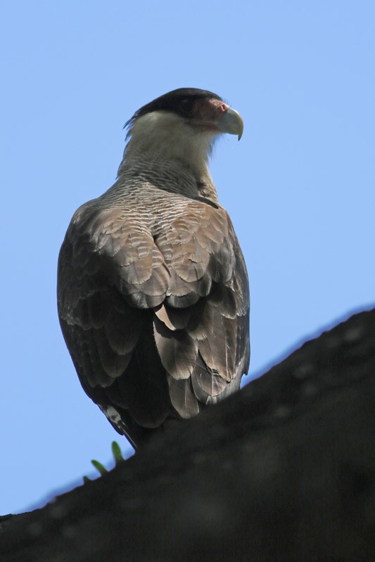 Crested Caracara (Southern) - ML83731191