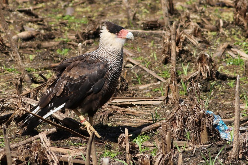 Crested Caracara (Southern) - ML83731221
