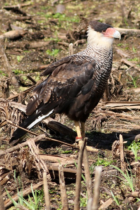Crested Caracara (Southern) - ML83731231