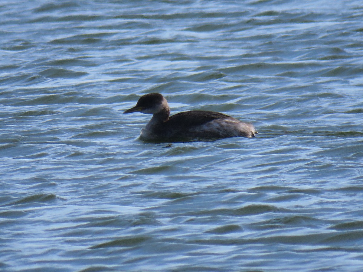 Red-necked Grebe - ML83731301
