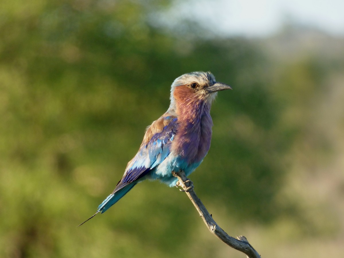 Lilac-breasted Roller - Scott Winton