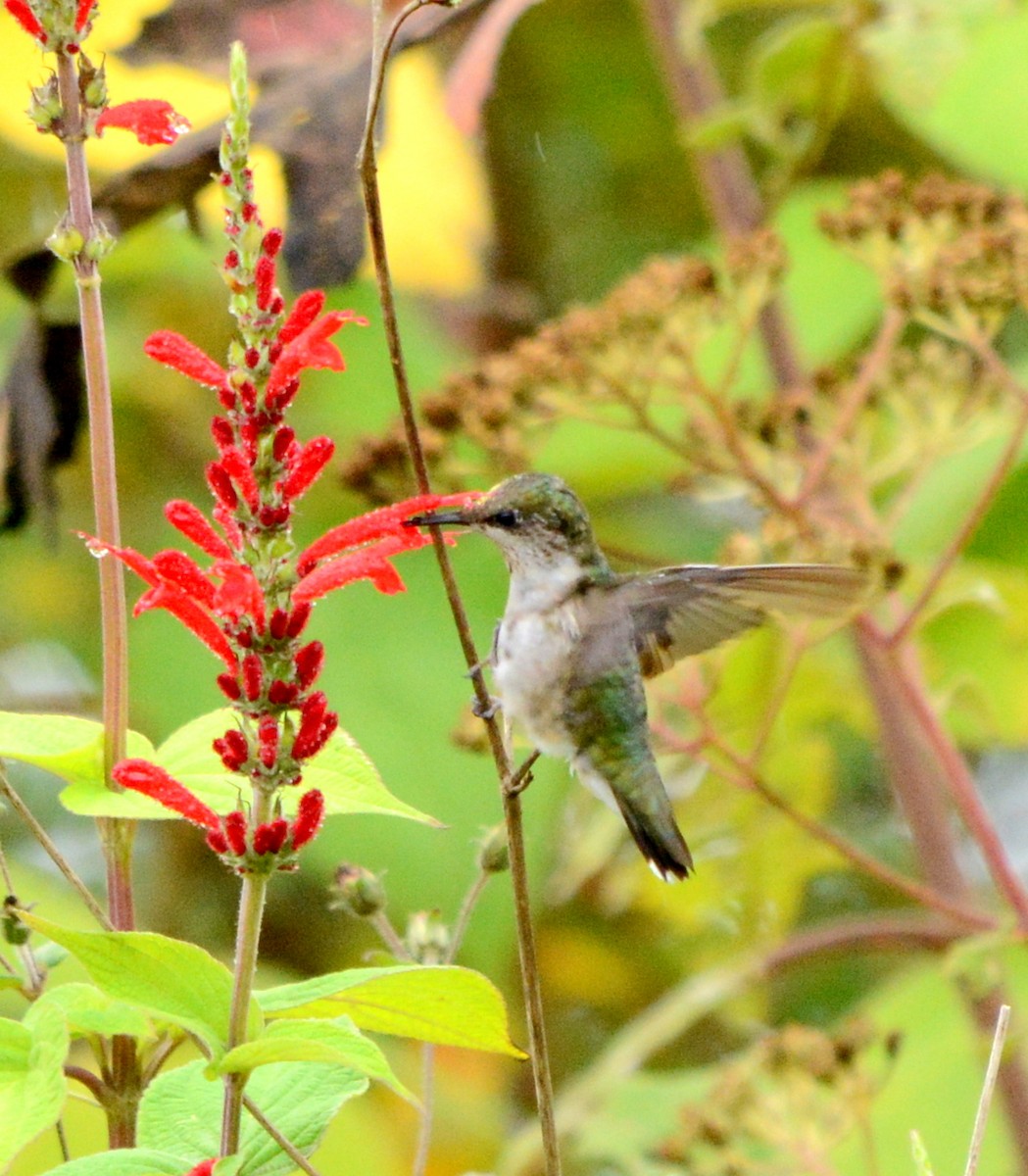 Ruby-throated Hummingbird - Ricardo Aguilar