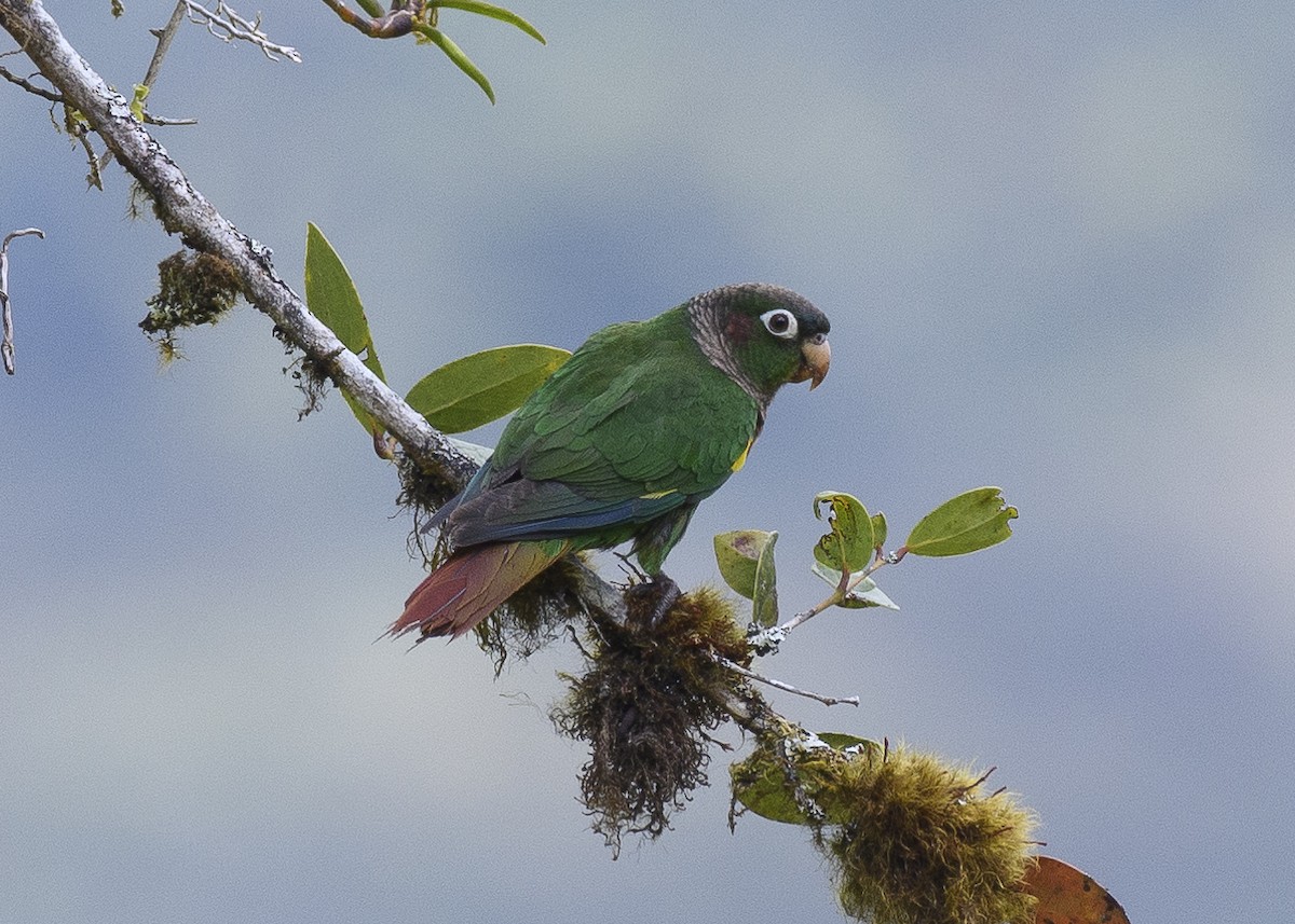 Brown-breasted Parakeet - Anthony Kaduck