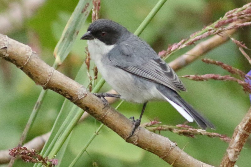Black-capped Warbling Finch - ML83735001