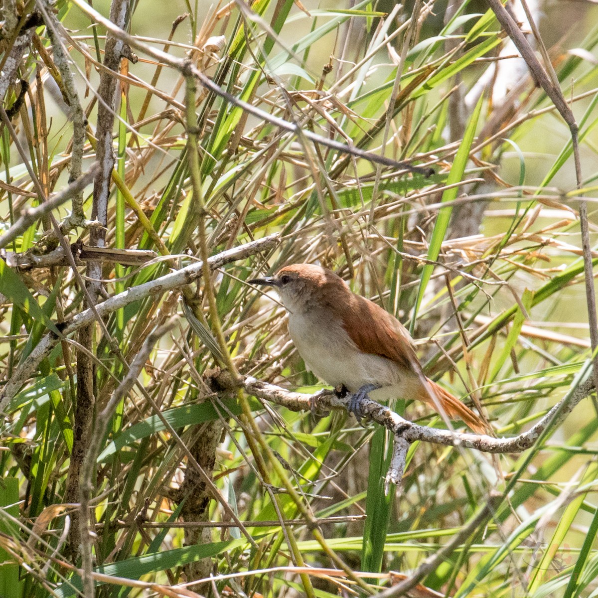Yellow-chinned Spinetail - ML83736021