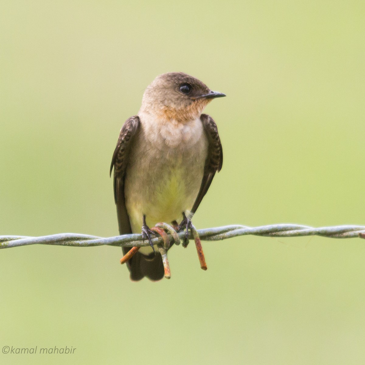 Southern Rough-winged Swallow - Kamal Mahabir