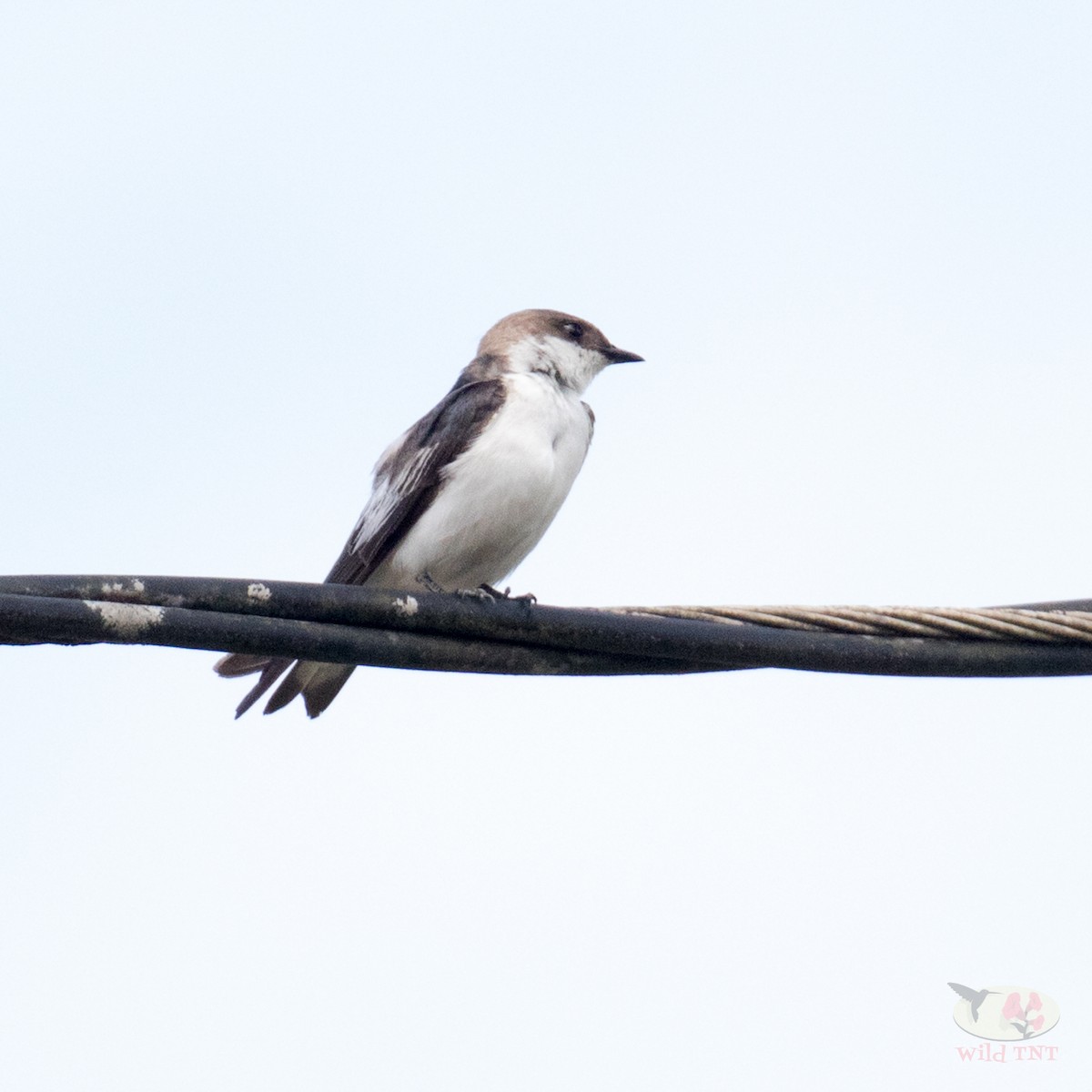 White-winged Swallow - Kamal Mahabir