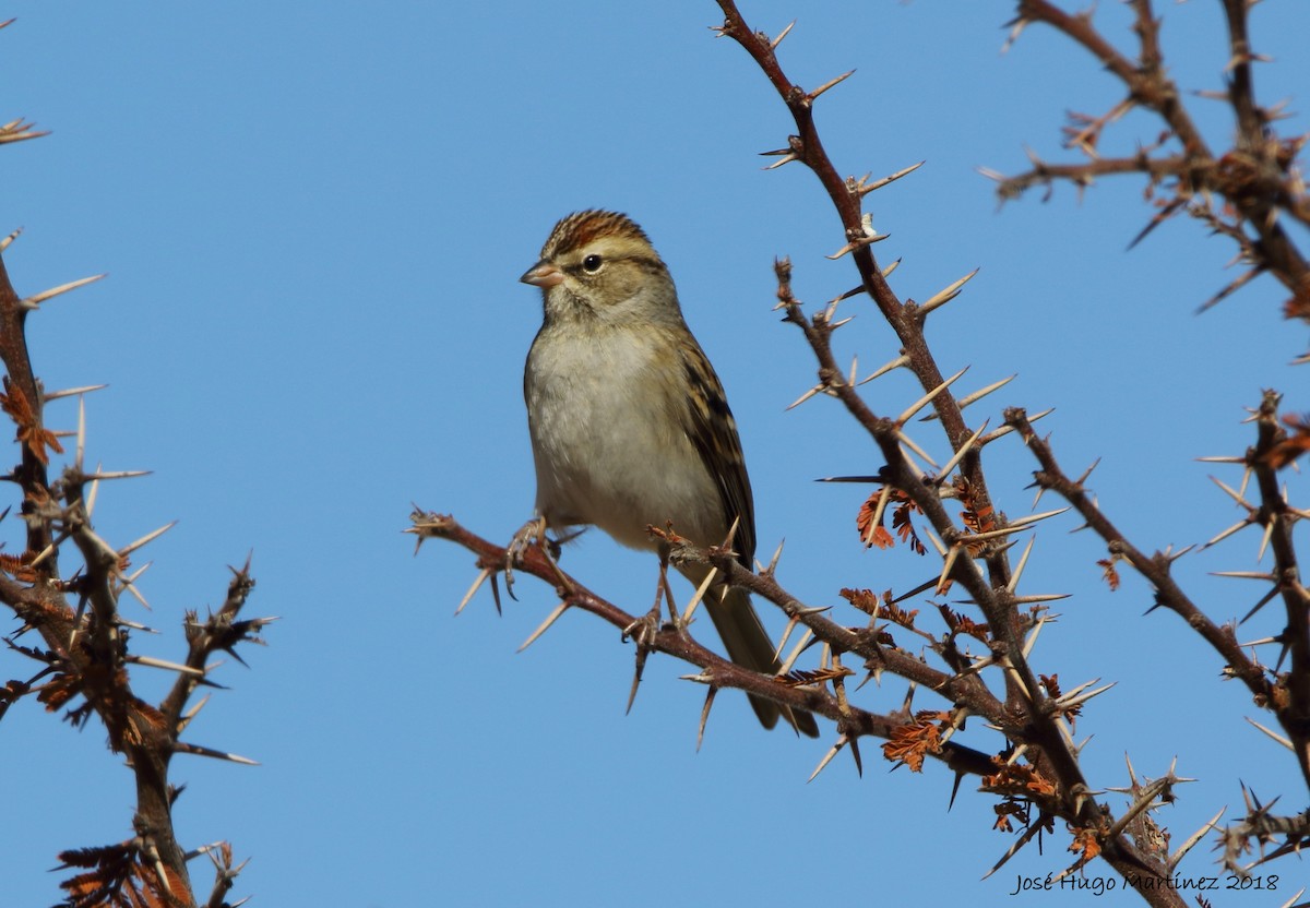 Chipping Sparrow - ML83736851