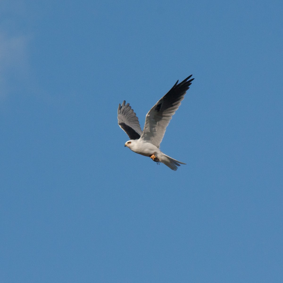 White-tailed Kite - Mike Carretta