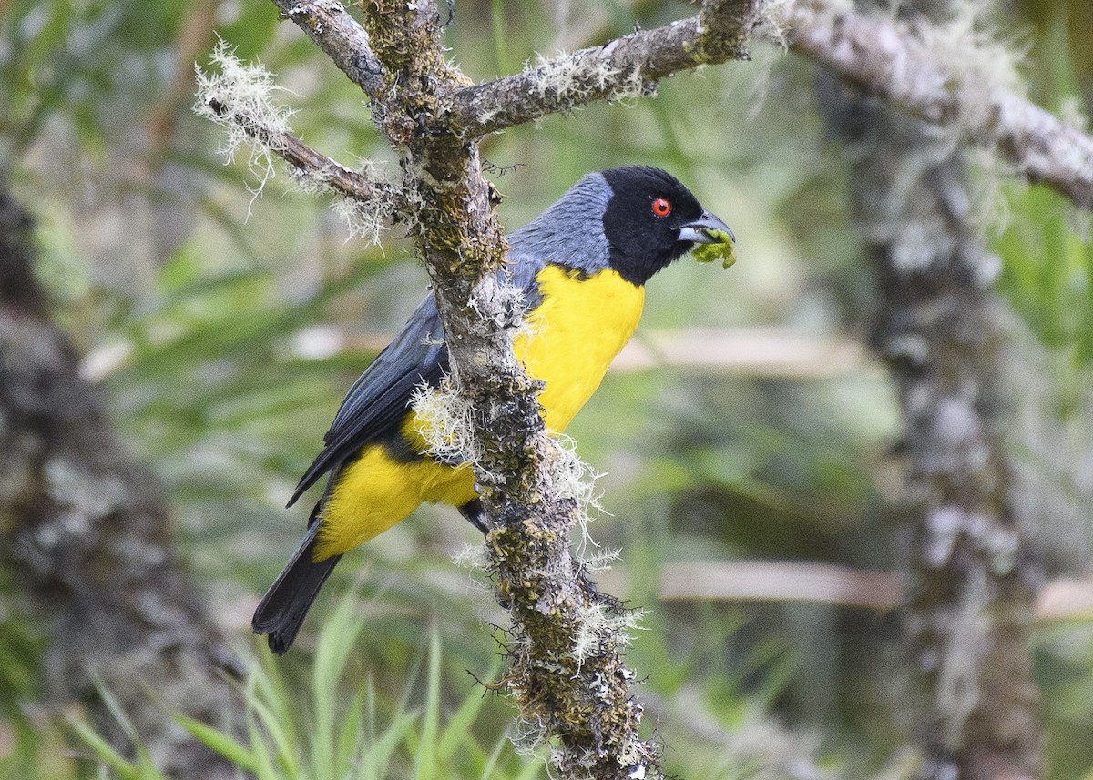 Hooded Mountain Tanager - ML83737821