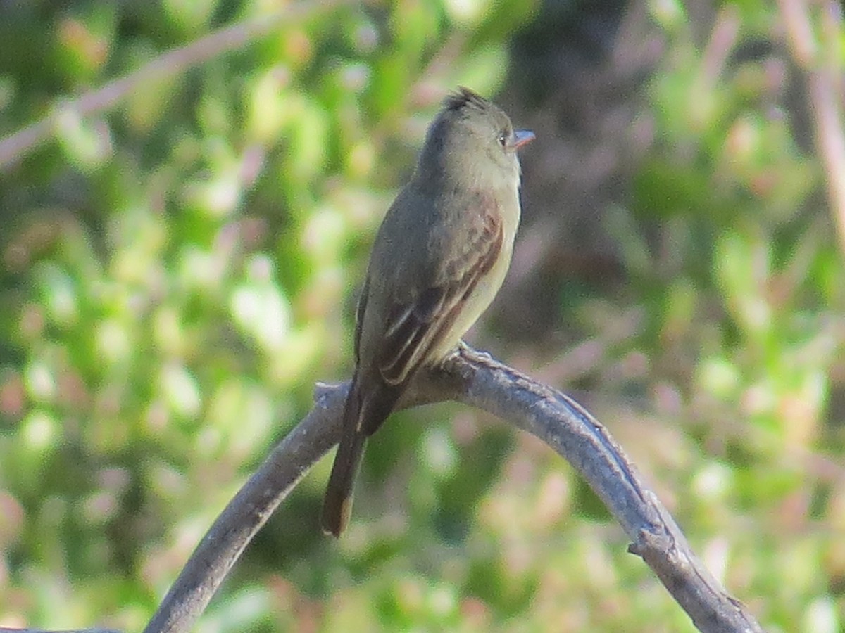 Greater Pewee - ML83739571