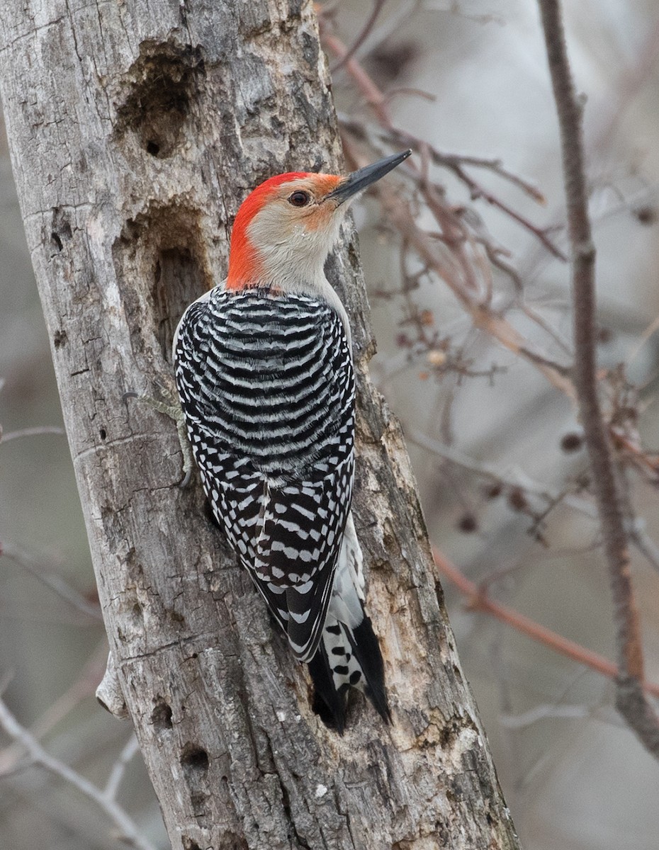 Red-bellied Woodpecker - Suzanne Labbé