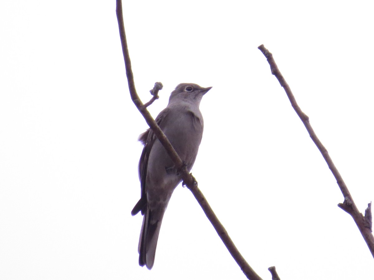 Townsend's Solitaire - ML83741211