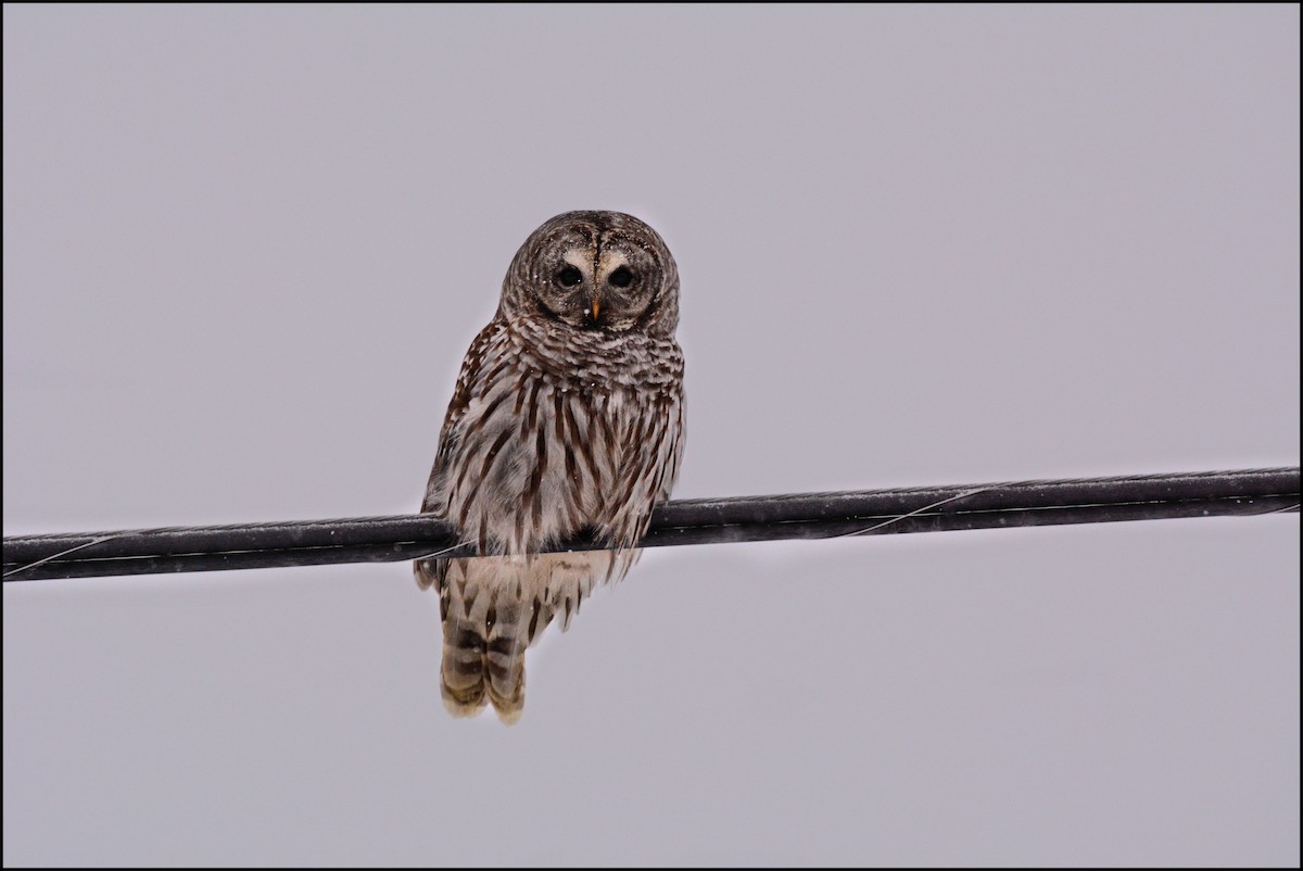 Barred Owl - ML83745321
