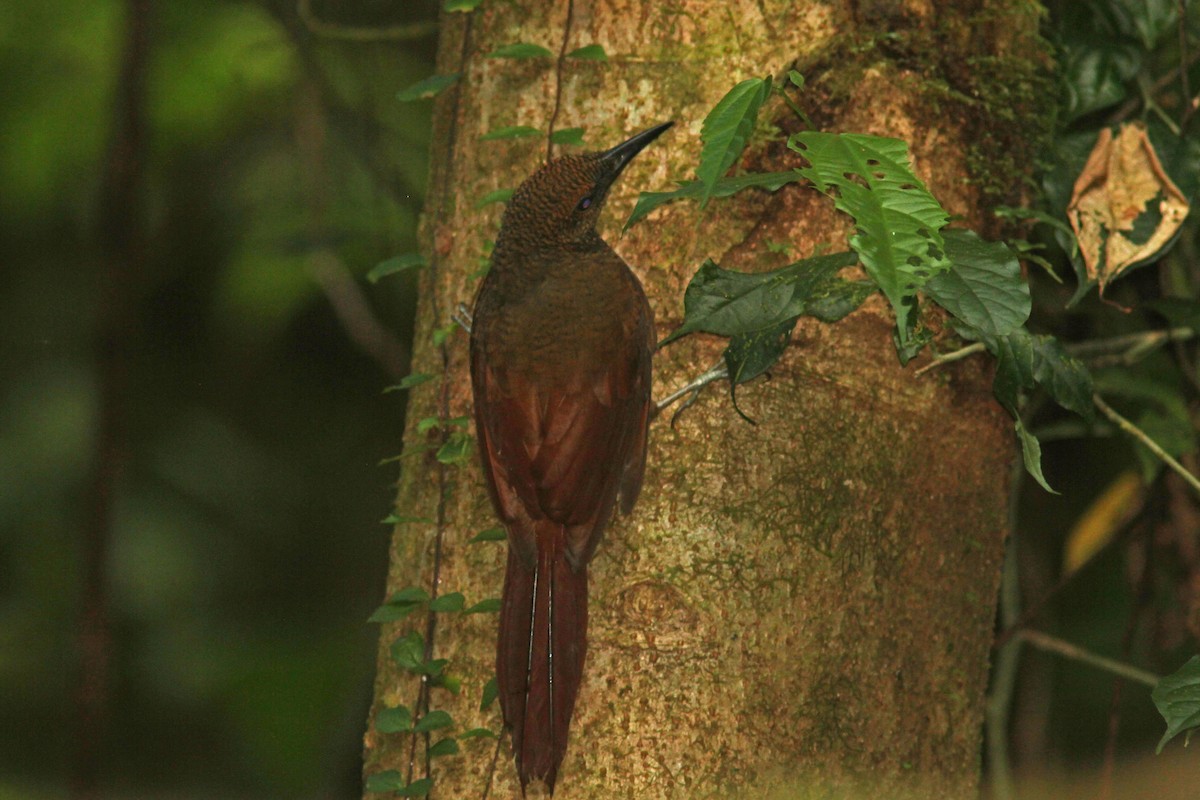 Northern Barred-Woodcreeper - Larry Therrien