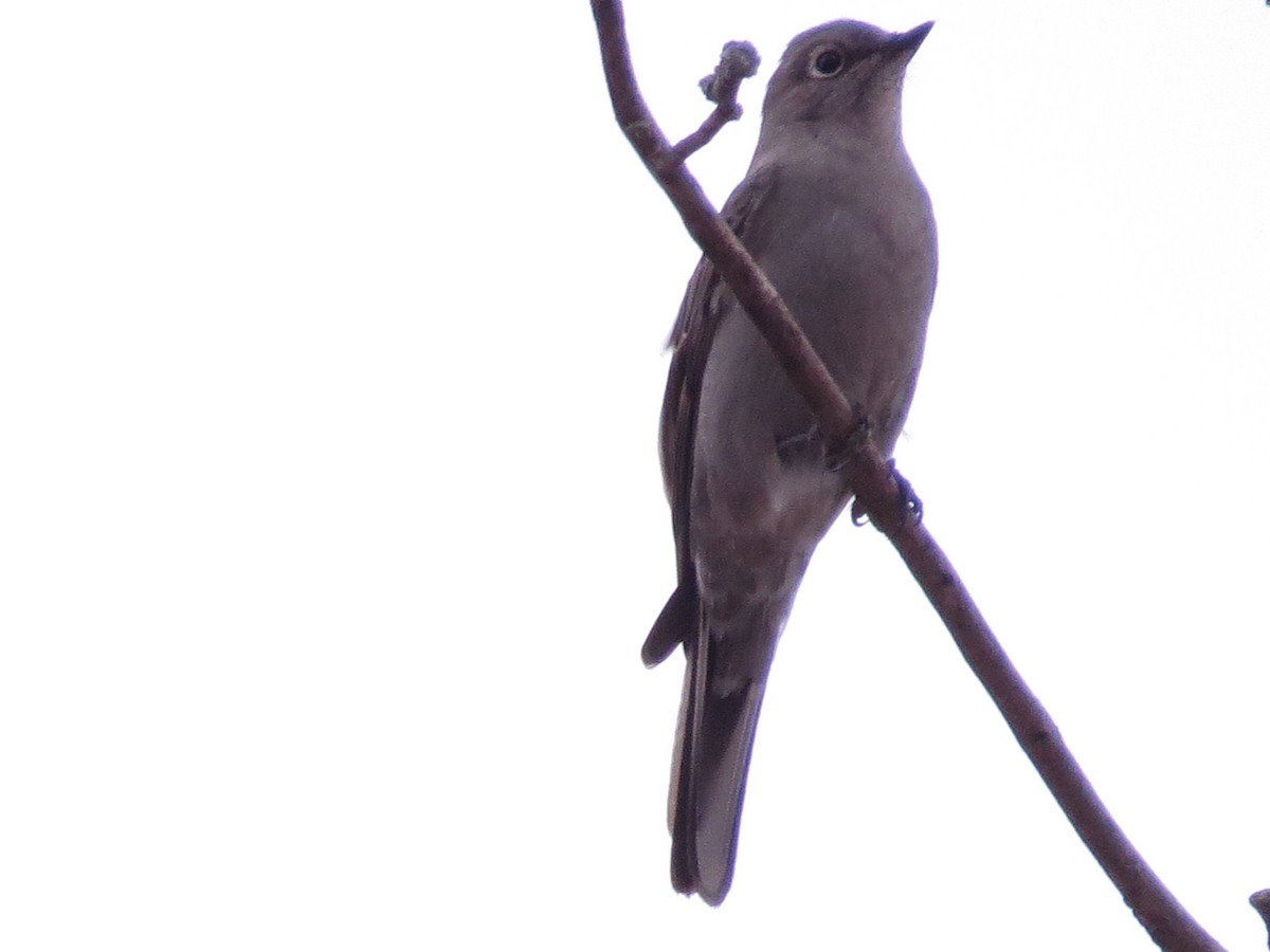 Townsend's Solitaire - ML83746371