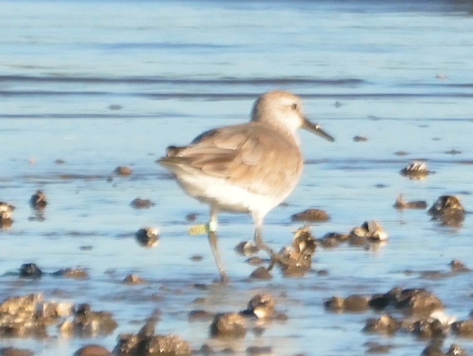 Red Knot - ML83746571