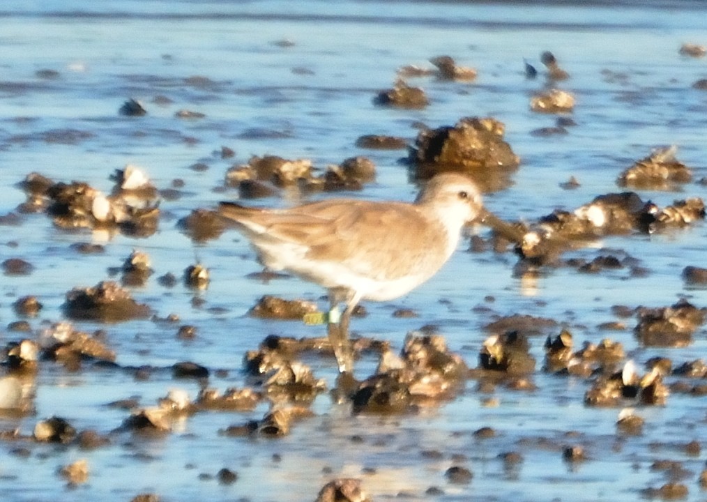 Red Knot - ML83746581