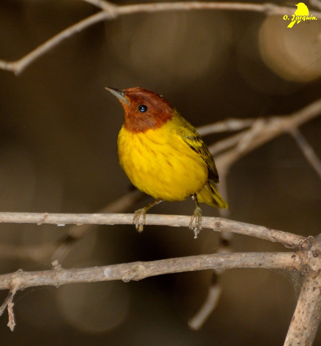 Yellow Warbler (Mangrove) - Orlando Jarquín