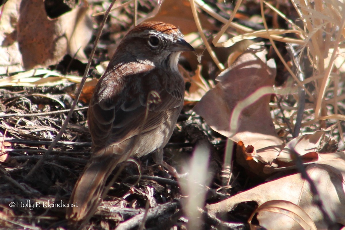 Rufous-crowned Sparrow - Holly Kleindienst