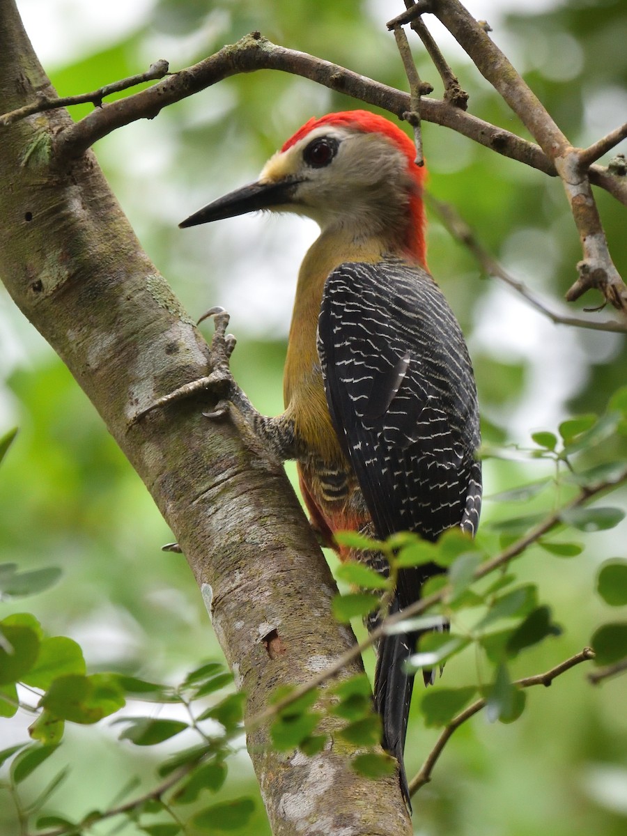 Jamaican Woodpecker - ML83749431