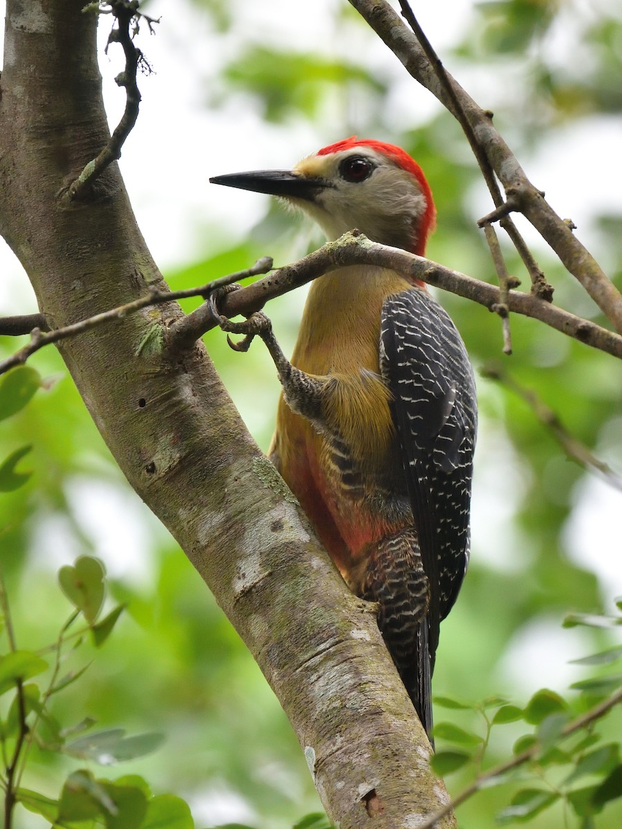 Jamaican Woodpecker - ML83749701